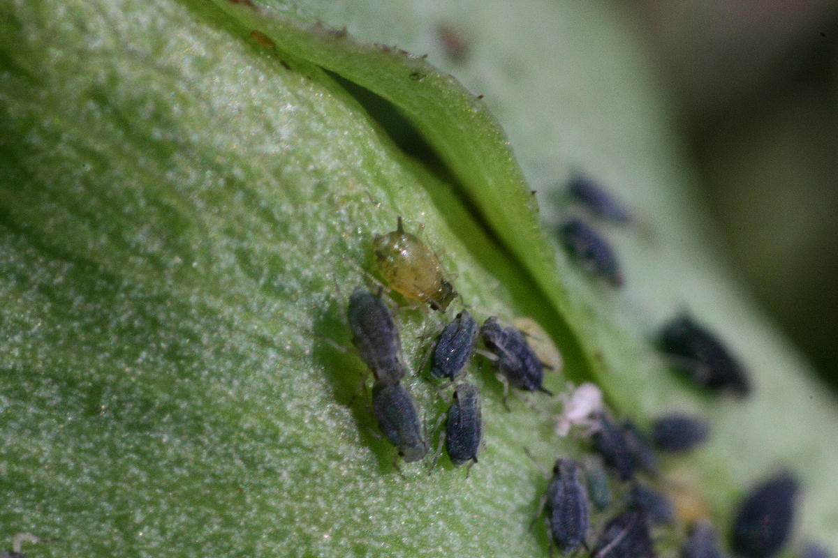 Aphis (Aphis) gossypii della Lombardia (MB)